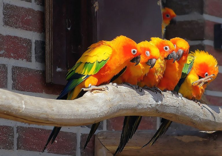 Where do parrots live