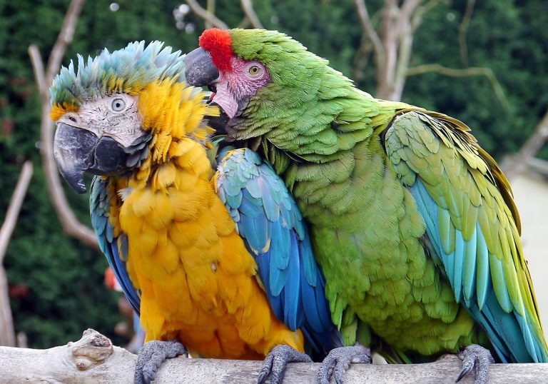 Where do parrots live