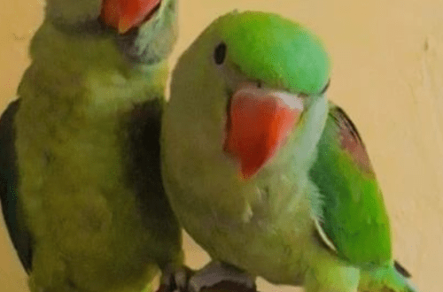 Where to buy a healthy parrot?