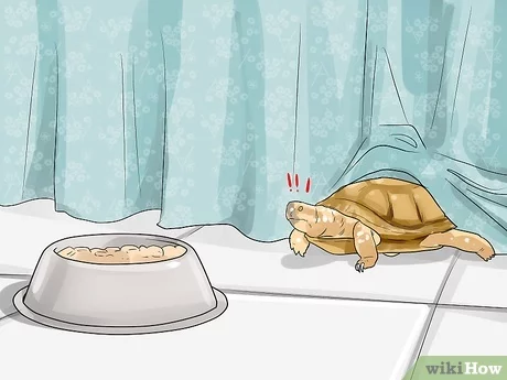 Where to give the turtle? How to find a new home for a turtle?