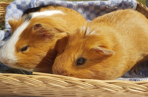 Where to put a guinea pig on a business trip or vacation?