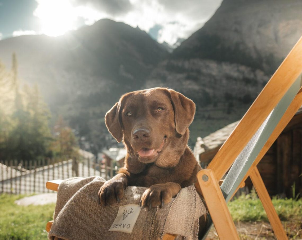 Where to stay on vacation with a dog?