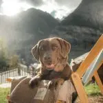 Where to stay on vacation with a dog?