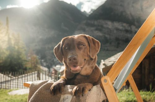 Where to stay on vacation with a dog?