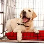 Where to take a puppy: in a kennel or pick up on the street?
