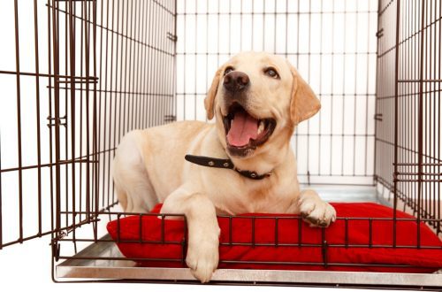 Where to take a puppy: in a kennel or pick up on the street?