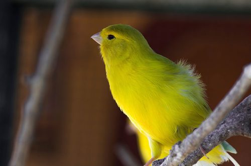 Which canaries sing better