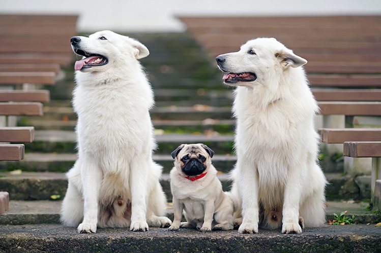 Which dog to start with: small or large?