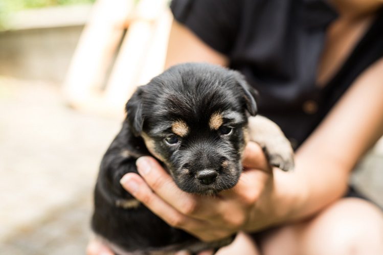 Which dog to take from a shelter: a puppy or an adult?