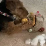 Which dogs are bad for squeaky toys?