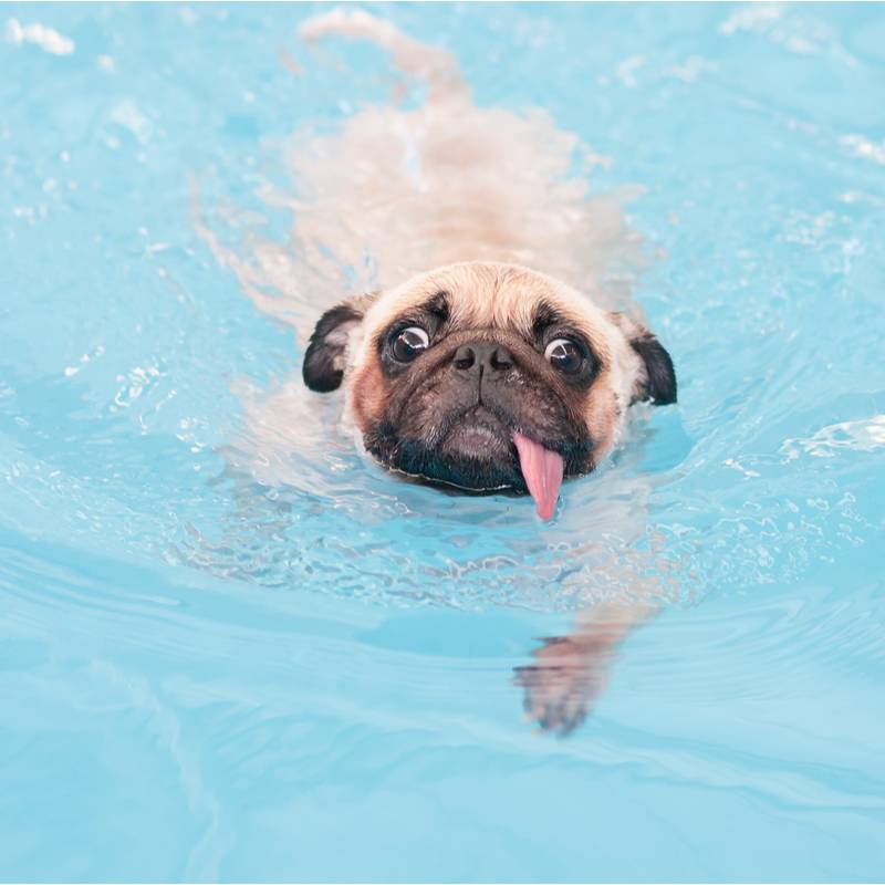 Which dogs are bad swimmers?