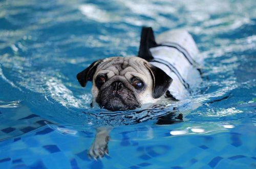 Which dogs are bad swimmers?
