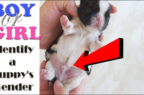 Which puppy is better to take: a boy or a girl?