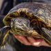 Are you ready to own a pet turtle?