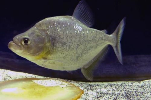 white piranha