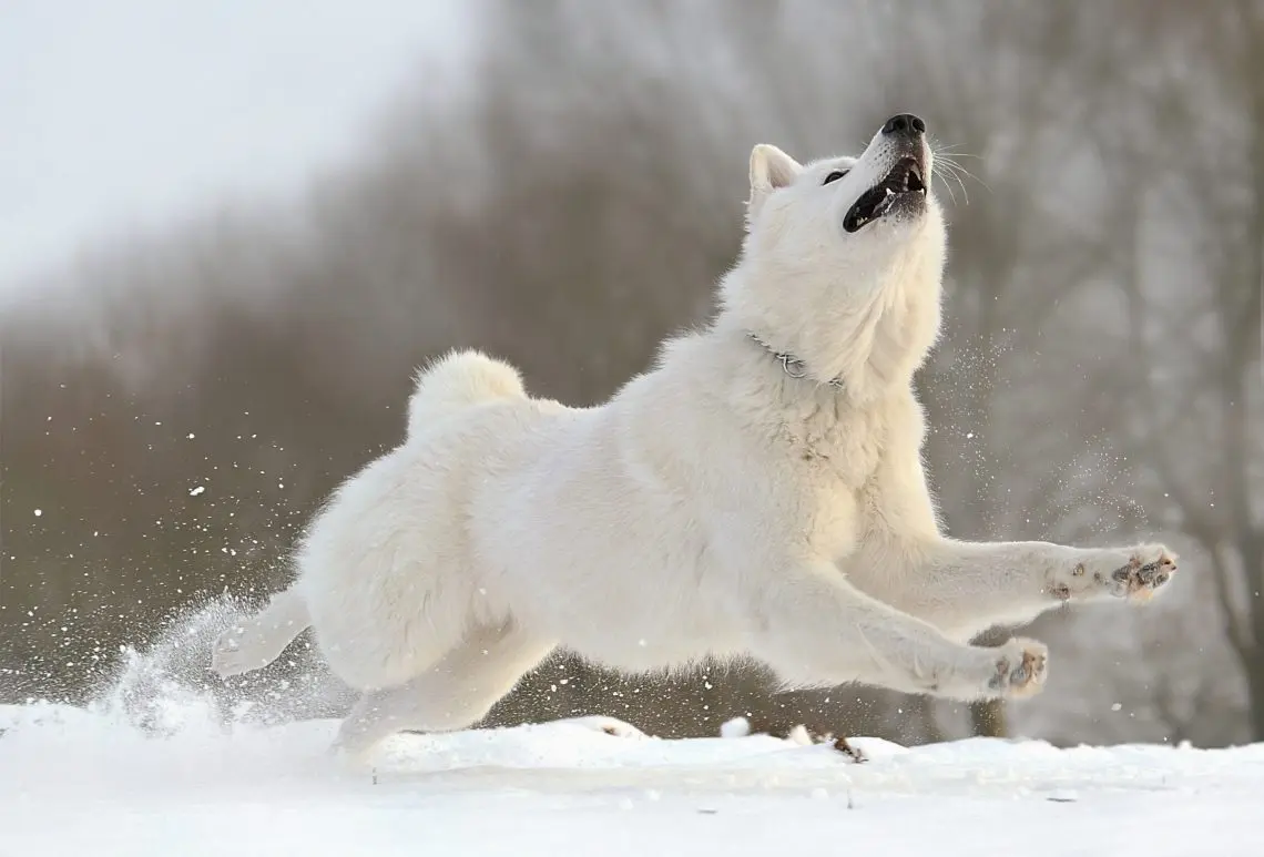 White Swiss Shepherd