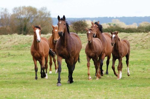 Who is in charge of the herd of horses?
