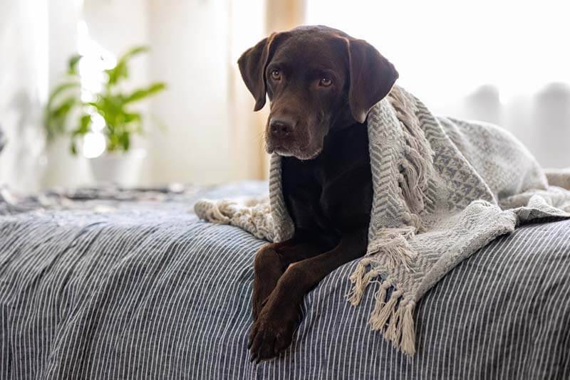 Why a dog does not have a heat - 9 reasons