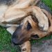 Dog licks paws &#8211; why and what to do about it?