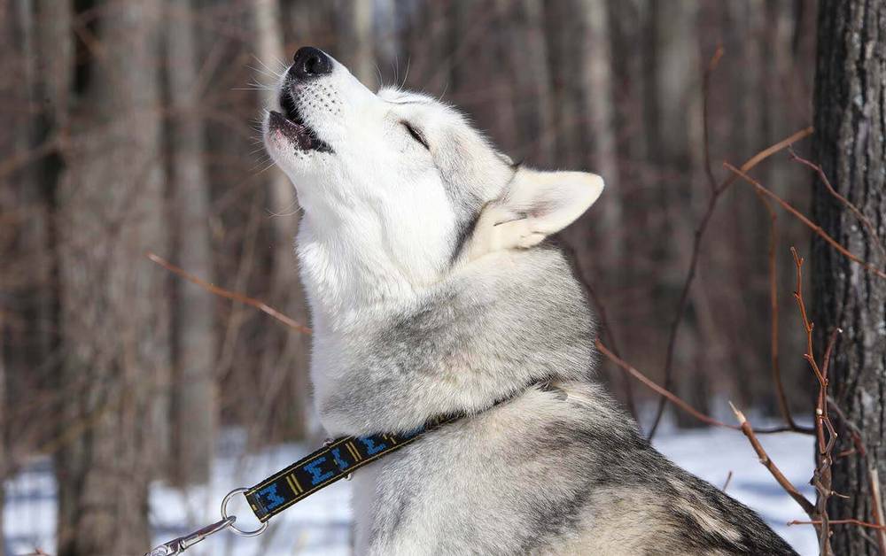 Why a dog howls: reasons and what to do