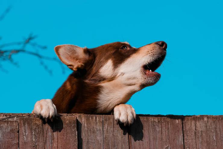 Why a dog howls: reasons and what to do