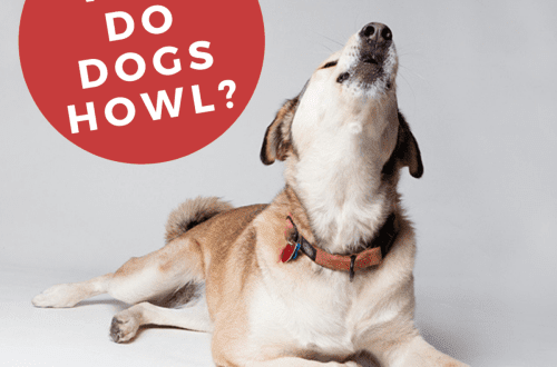 Miért üvölt a kutya: okok és mit kell tenni