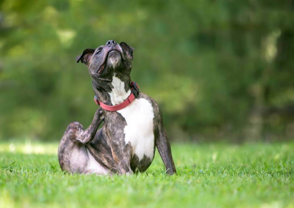 Why a dog itches &#8211; causes of itching and treatment