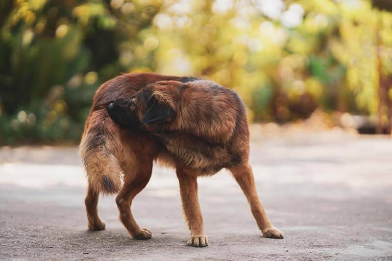 Why a dog itches - causes of itching and treatment