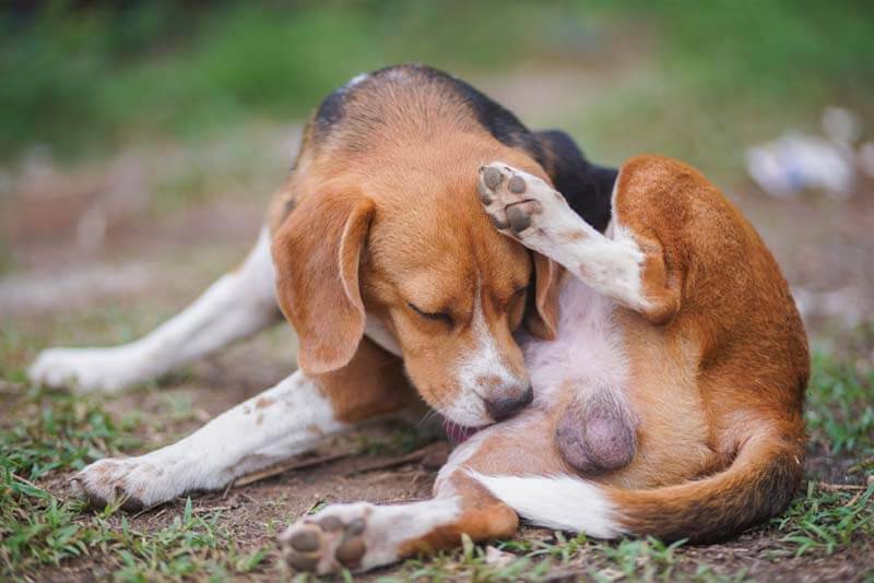 Why a dog itches - causes of itching and treatment