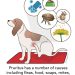 Diarrhea in a dog &#8211; causes and what to do with diarrhea?
