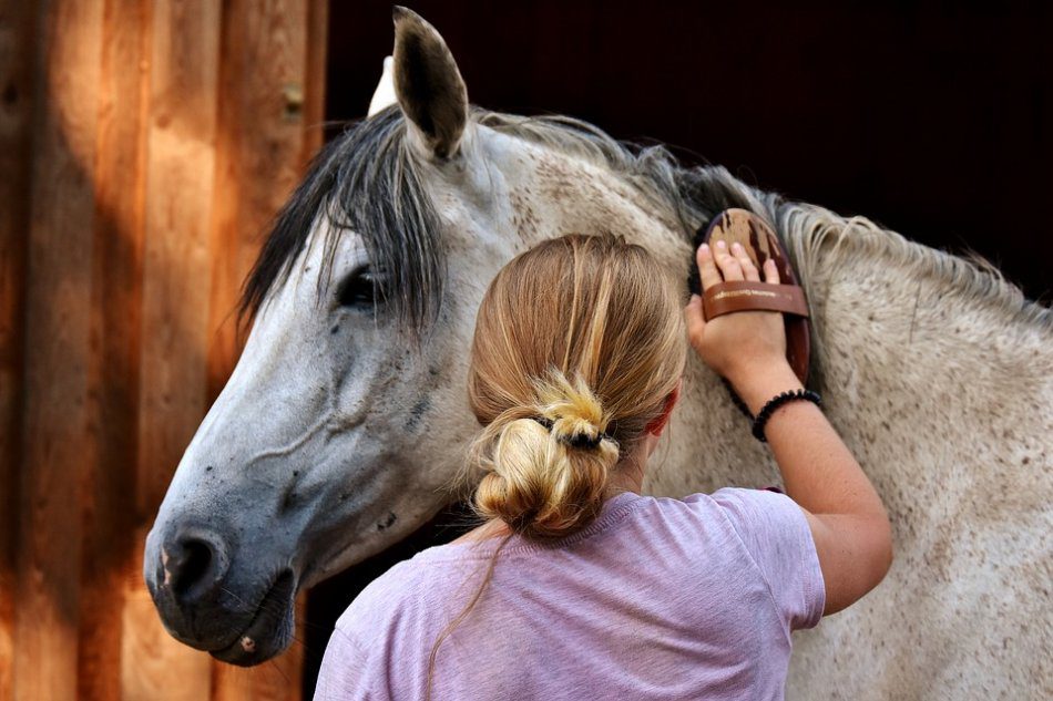 Why and how to clean a horse