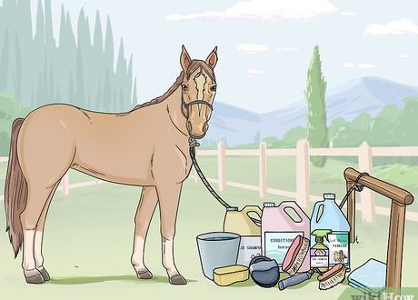 Why and how to clean a horse