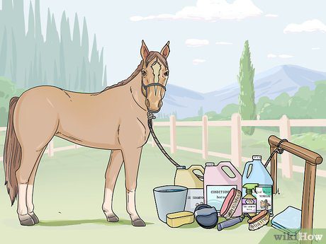 Why and how to clean a horse