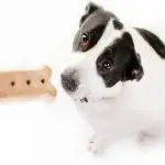 Why and how to teach a dog the commands “Sit”, “Lie down” and “Stand”?