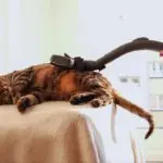 Why are cats afraid of vacuum cleaners?