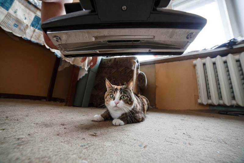 Why are cats afraid of vacuum cleaners?