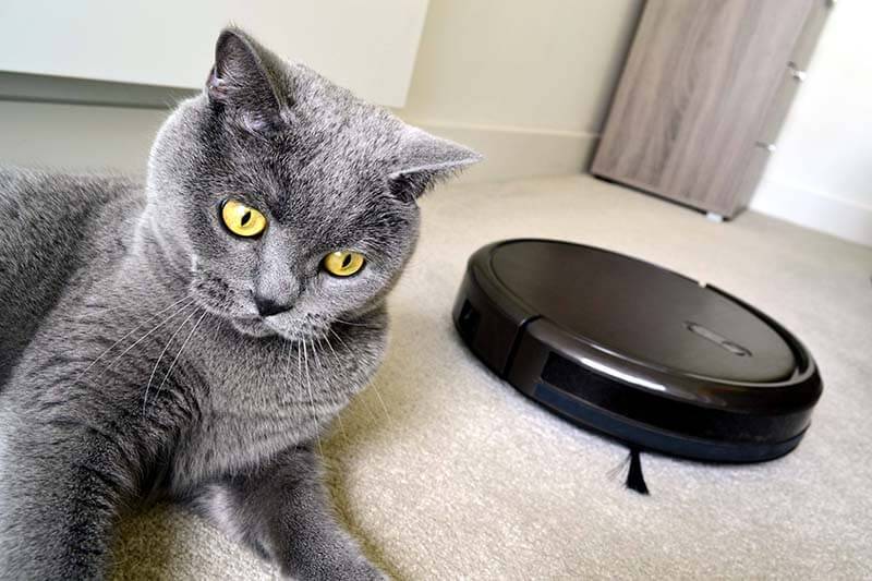 Why are cats afraid of vacuum cleaners?