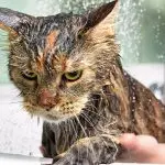 Why are cats afraid of water?