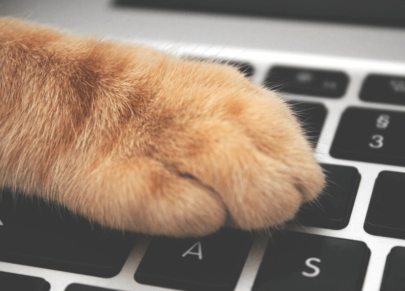 Why are cats so drawn to lie on your laptop?