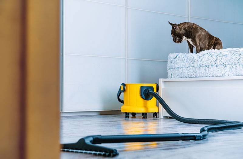Why are dogs afraid of the vacuum cleaner?
