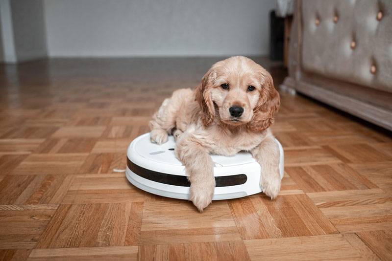 Why are dogs afraid of the vacuum cleaner?