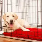 Why cage training and loneliness are not the same