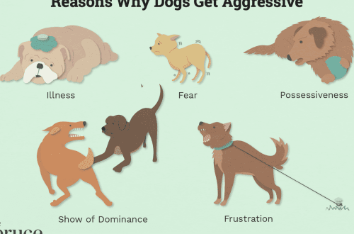 Why can a dog become aggressive?