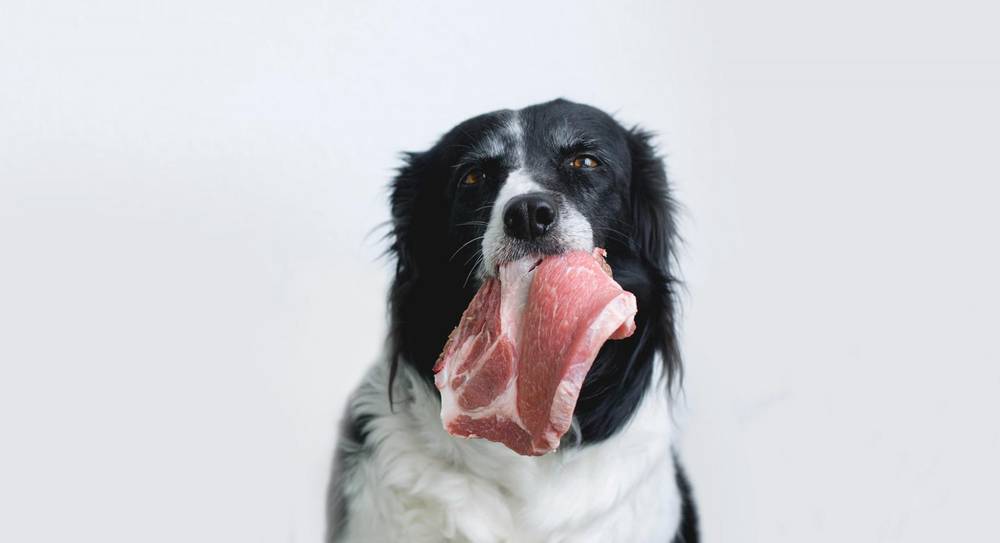 Why can&#8217;t dogs eat pork?