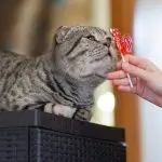 Why can’t cats eat sweets?