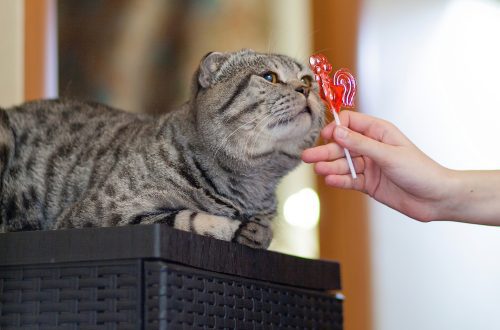 Why can&#8217;t cats eat sweets?