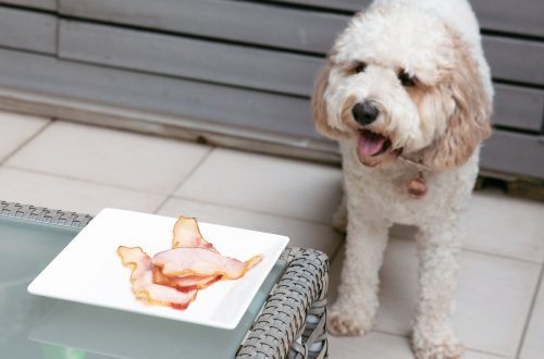 Miért nem ehetnek a kutyák sertéshúst?