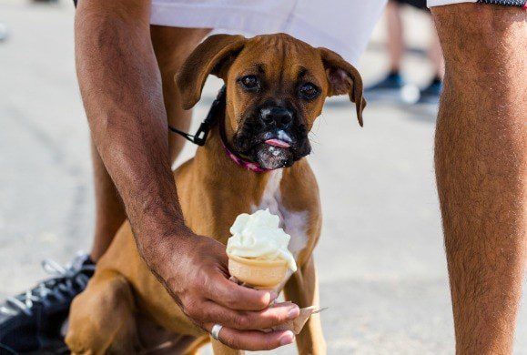 Why can&#8217;t dogs eat sweets?