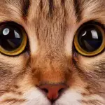 Why can’t you look a cat in the eyes for a long time?