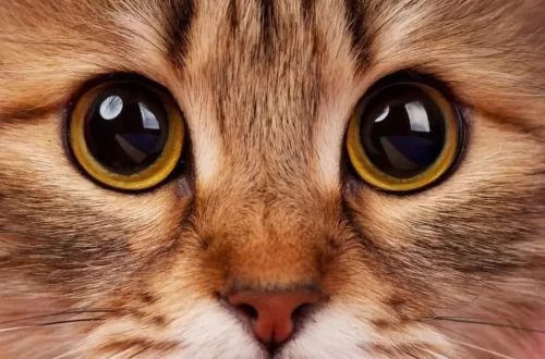 Why can&#8217;t you look a cat in the eyes for a long time?